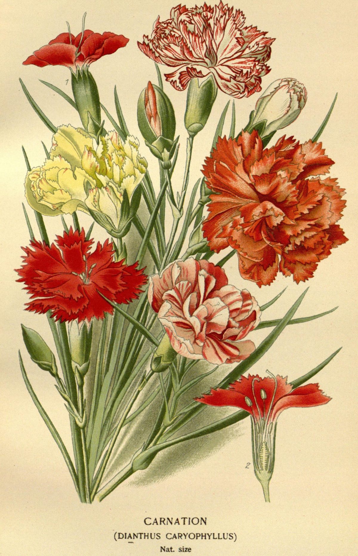 Dianthus caryophyllus (Carnation) from Favourite Flowers of Garden and Greenhouse, 1896