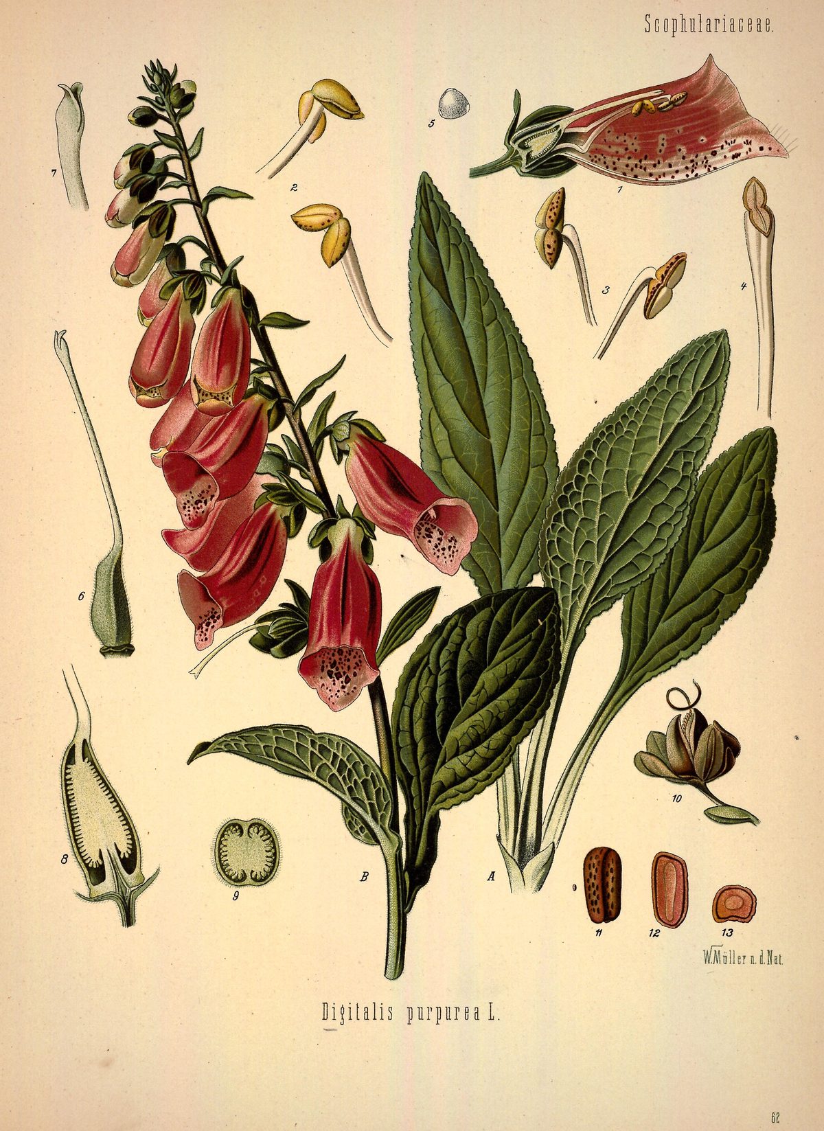 Digitalis purpurea (Foxglove) from Köhler's Medizinal-Pflanzen, 1887