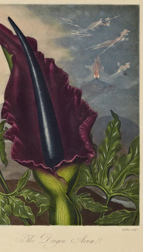 Dracunculus vulgaris (Dragon arum) from The Temple of Flora, 1801