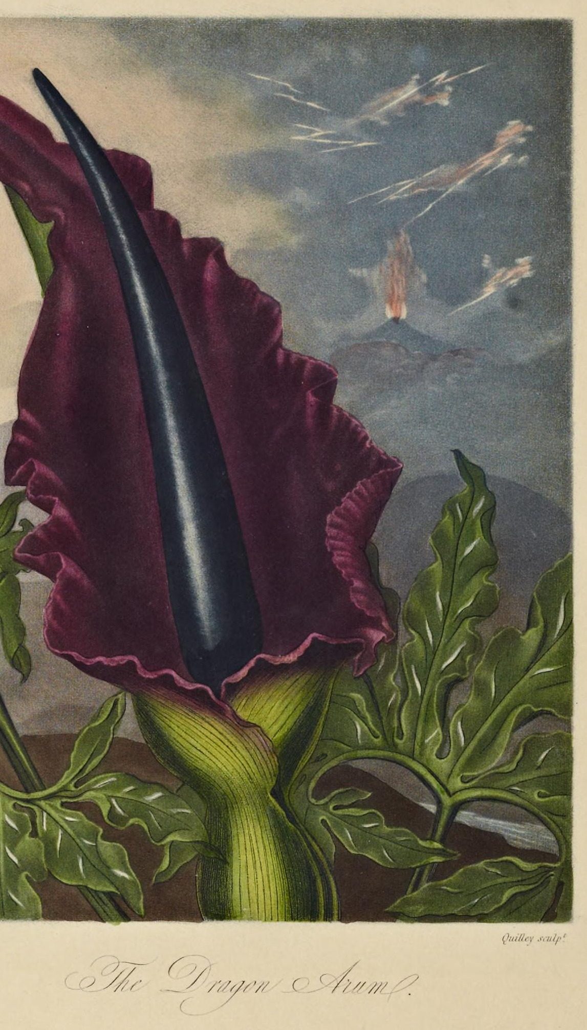 Dracunculus vulgaris (Dragon arum) from The Temple of Flora, 1801