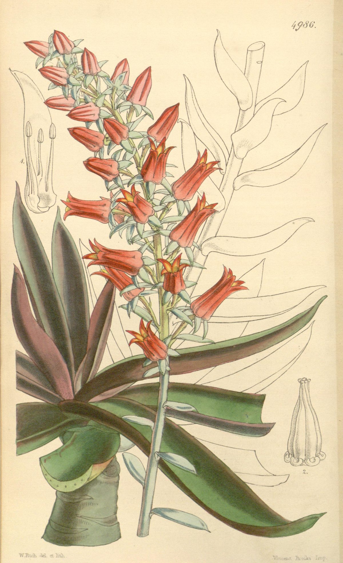 Echeveria canaliculata (Channelled echeveria), plate 4986 from Curtis's Botanical Magazine, 1857