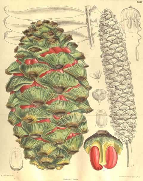 Encephalartos barteri (Barter's cycad), plate 8232 from Curtis's Botanical Magazine, 1909