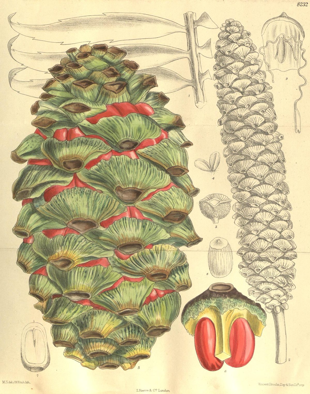 Encephalartos barteri (Barter's cycad), plate 8232 from Curtis's Botanical Magazine, 1909