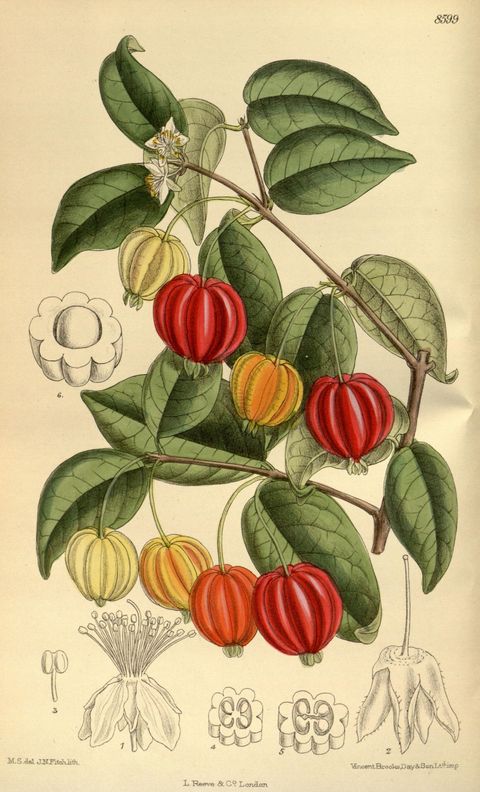 Eugenia uniflora (Surinam cherry), plate 8599 from Curtis's Botanical Magazine, 1915