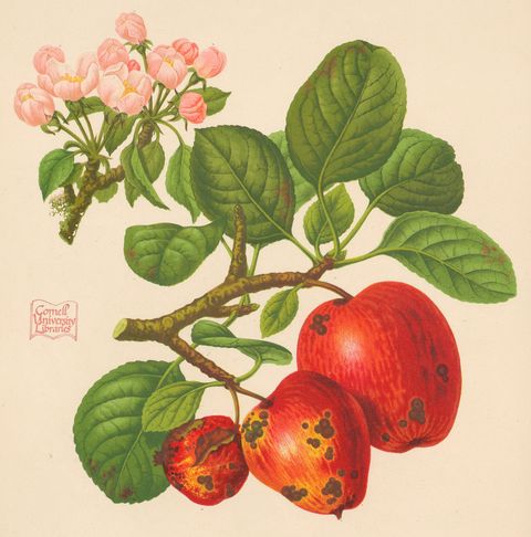 Malus domestica 'Foxwhelp' (Foxwhelp), plate I from The Herefordshire Pomona, 1876