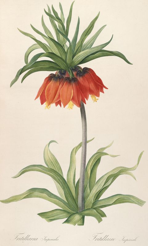 Fritillaria imperialis (Crown imperial) from Les Liliacées, 1806