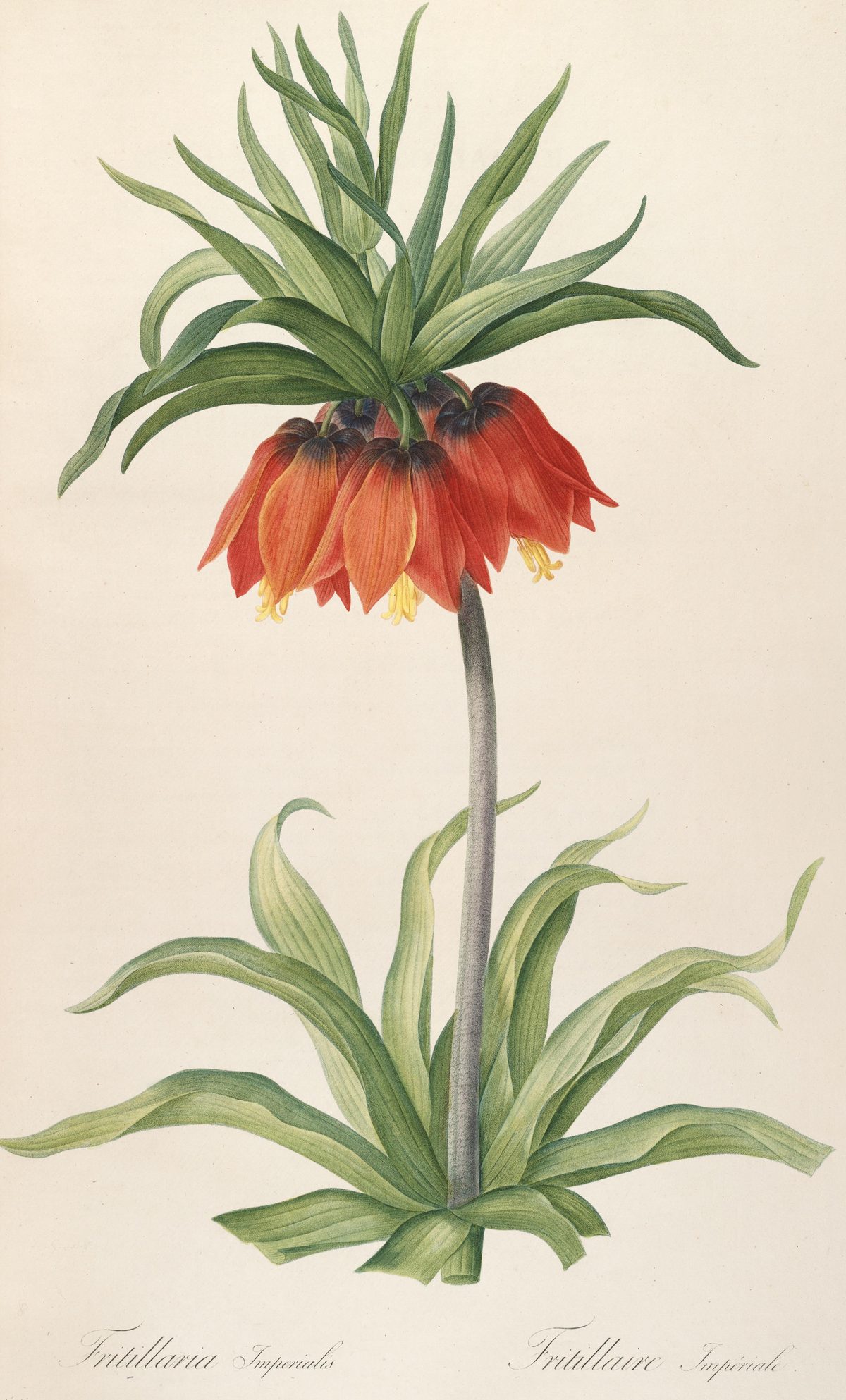Fritillaria imperialis (Crown imperial) from Les Liliacées, 1806