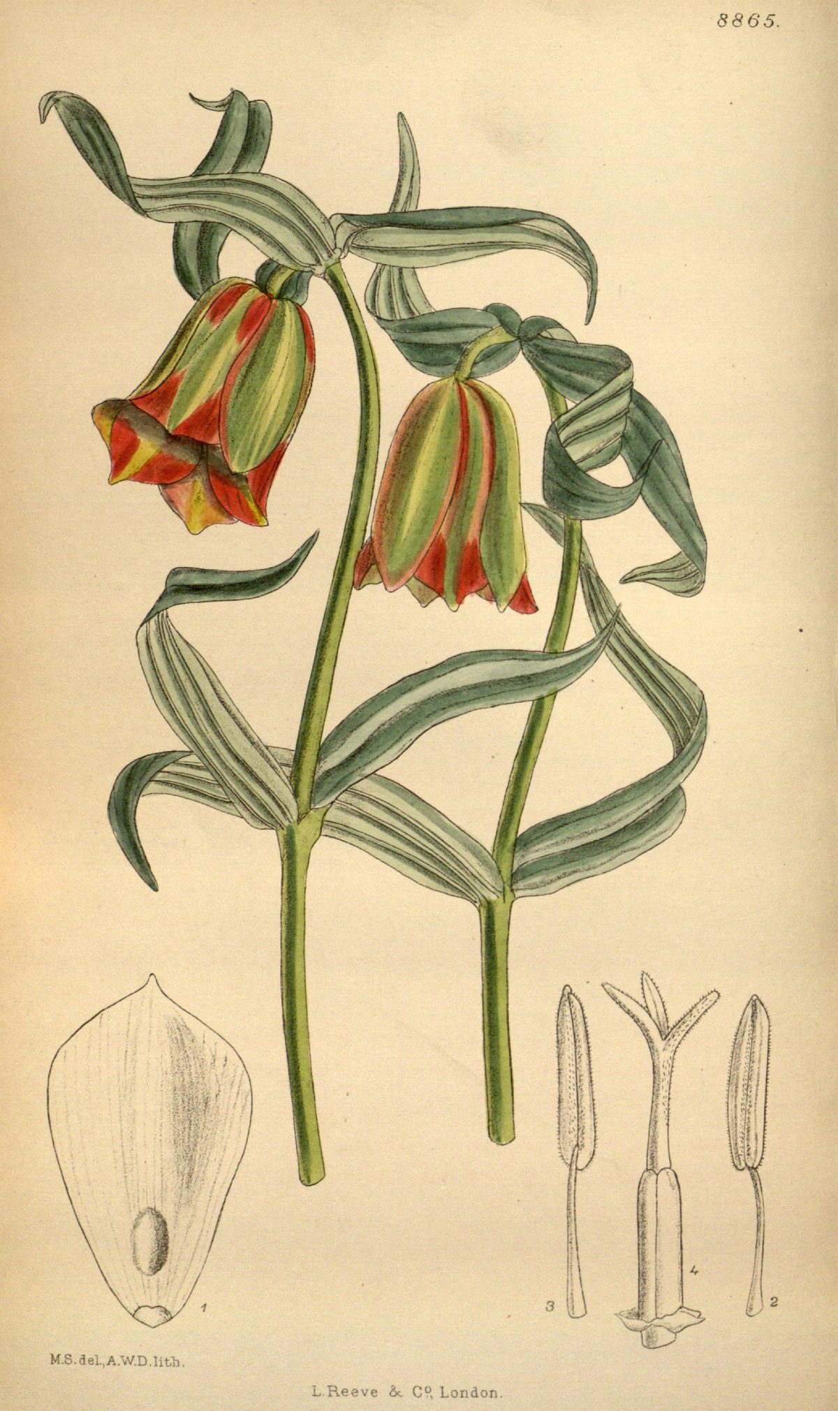 Fritillaria pontica (Pontic fritillary), plate 8865 from Curtis's Botanical Magazine, 1920
