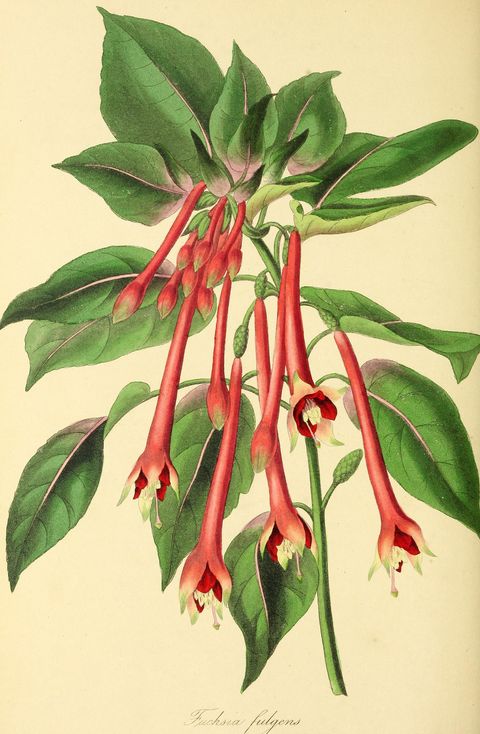 Fuchsia fulgens (Brilliant fuchsia) from Paxton's Magazine of Botany, 1838