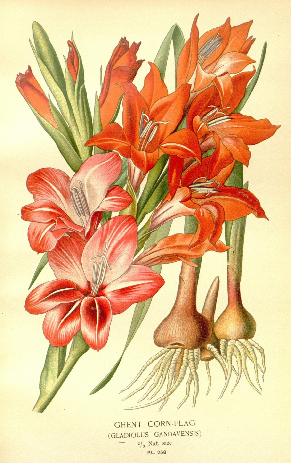 Gladiolus × gandavensis (Ghent gladiolus), plate 258 from Favourite Flowers of Garden and Greenhouse, 1897