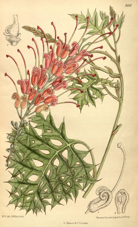Grevillea bipinnatifida (Fuchsia grevillea), plate 8510 from Curtis's Botanical Magazine, 1913