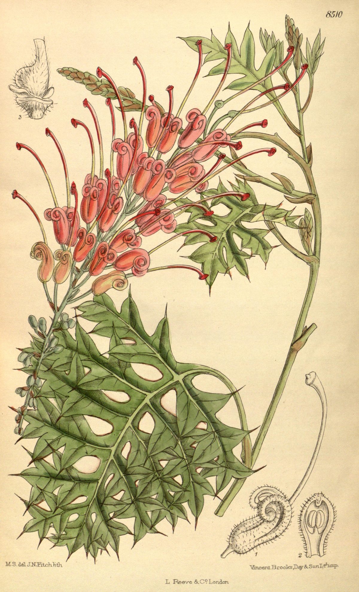 Grevillea bipinnatifida (Fuchsia grevillea), plate 8510 from Curtis's Botanical Magazine, 1913