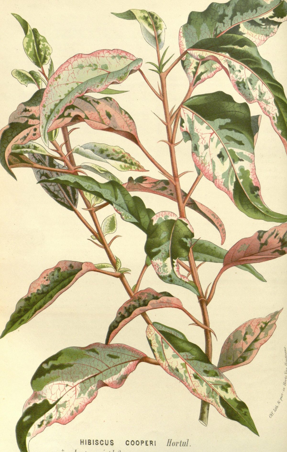 Hibiscus rosa-sinensis 'Cooperi' (Cooper's hibiscus), plate 1556 from Flore des serres et des jardins de l'Europe, 1863