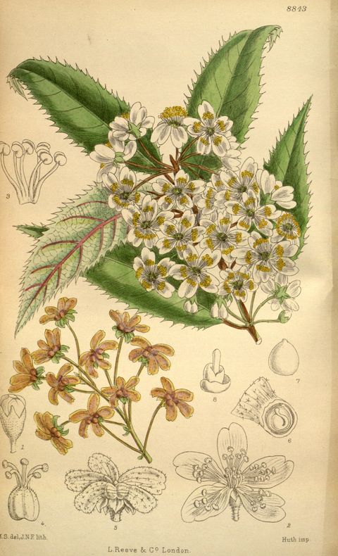Hoheria sexstylosa (Lacebark), plate 8843 from Curtis's Botanical Magazine, 1920
