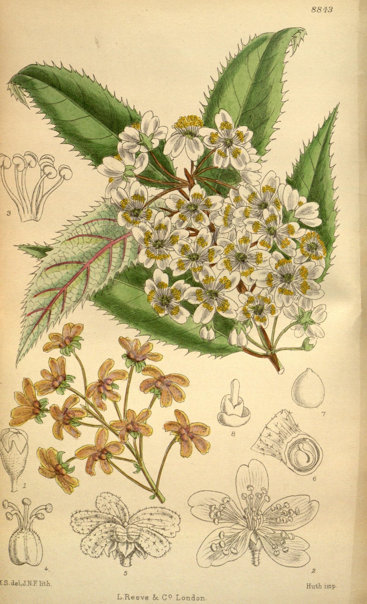 Hoheria sexstylosa (Lacebark), plate 8843 from Curtis's Botanical Magazine, 1920