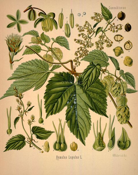 Humulus lupulus (Hop) from Köhler's Medizinal-Pflanzen, 1887