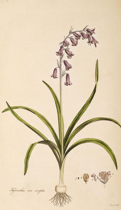 Hyacinthoides non-scripta (Bluebell) from Flora Londinensis, 1779