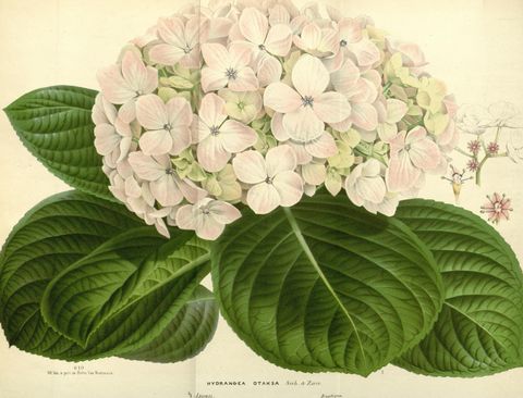 Hydrangea macrophylla 'Otaksa' (Otaksa hydrangea), plate 1752–1753 from Flore des serres et des jardins de l'Europe, 1867
