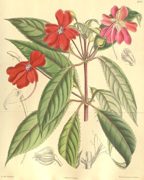 Impatiens hawkeri (New Guinea impatiens), plate 8247 from Curtis's Botanical Magazine, 1909