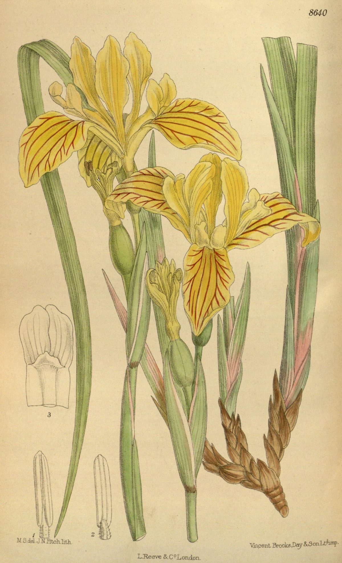 Iris bracteata (Siskiyou iris), plate 8640 from Curtis's Botanical Magazine, 1915