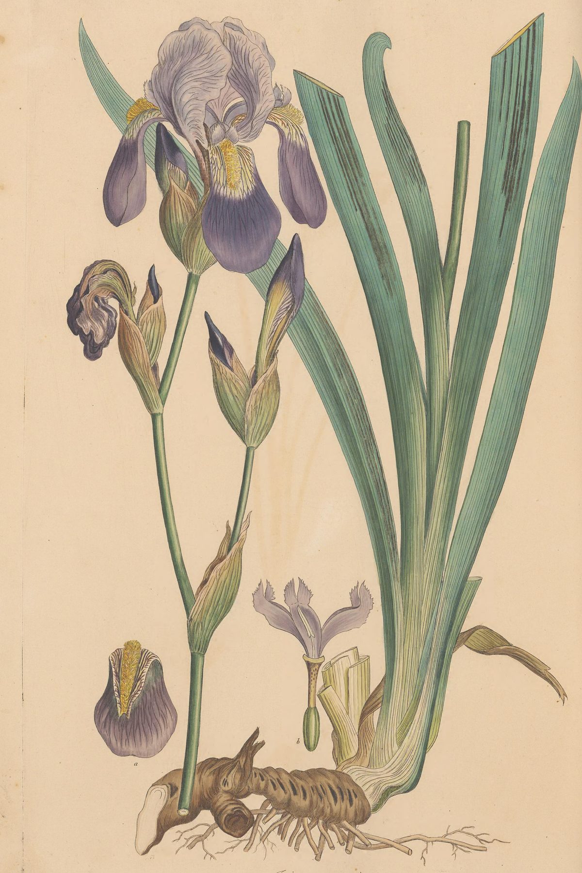 Iris germanica (Bearded iris), plate 40 from Flora Graeca, 1806