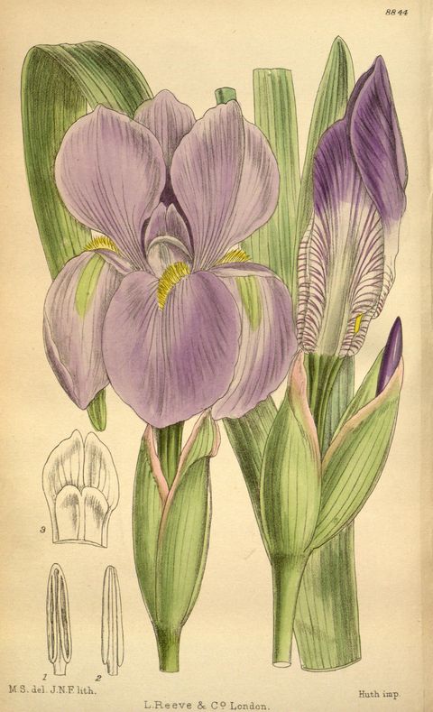 Iris hoogiana (Hoog's iris), plate 8844 from Curtis's Botanical Magazine, 1920