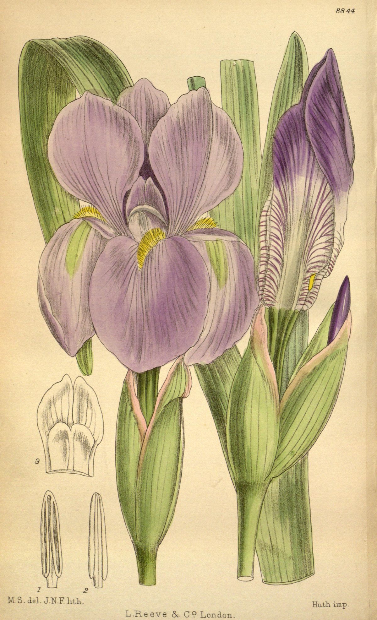 Iris hoogiana (Hoog's iris), plate 8844 from Curtis's Botanical Magazine, 1920