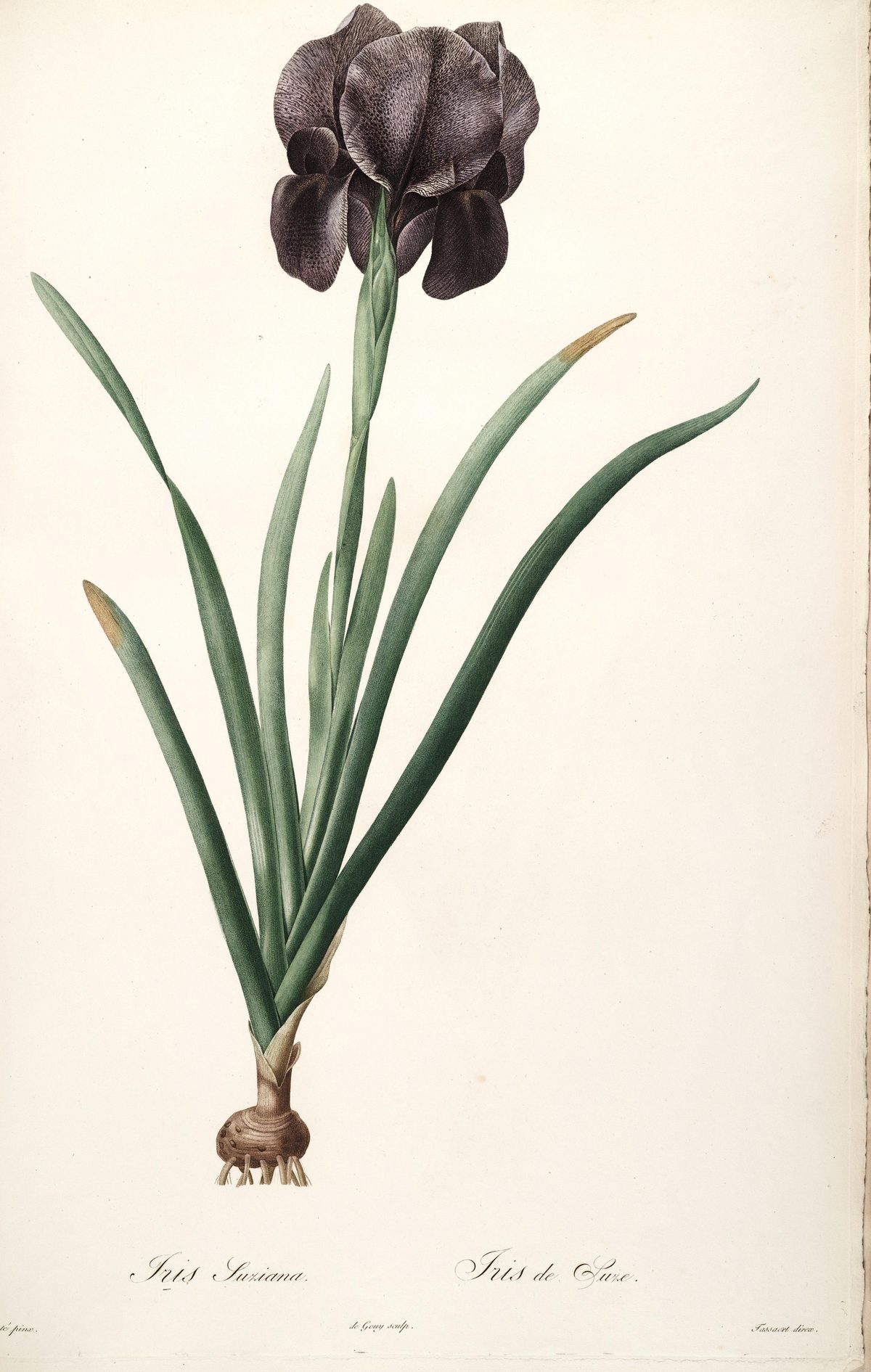 Iris susiana (Mourning iris) from Les Liliacées, 1802