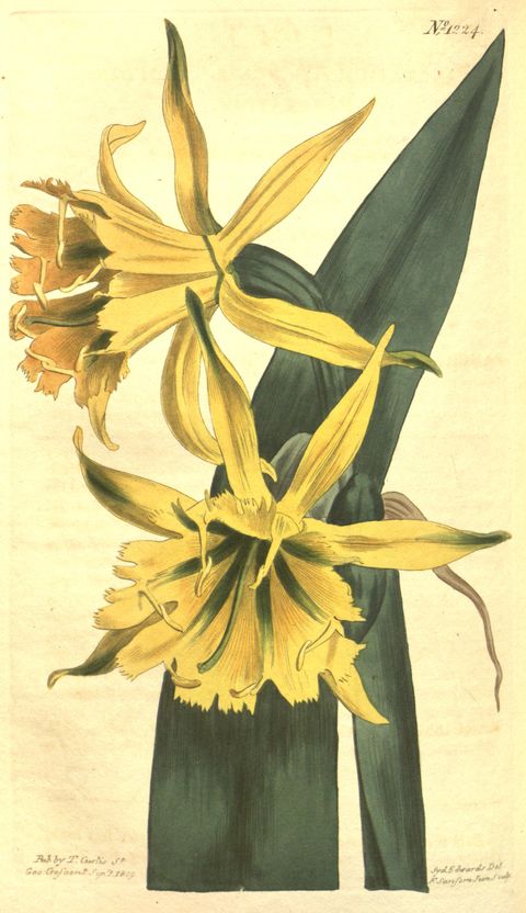 Ismene amancaes (Amancay), plate 1224 from Curtis's Botanical Magazine, 1809