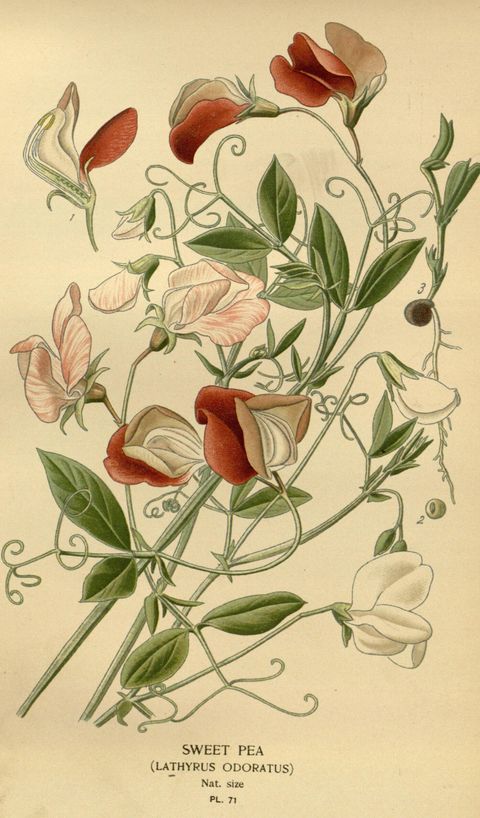 Lathyrus odoratus (Sweet pea), plate 71 from Favourite Flowers of Garden and Greenhouse, 1896
