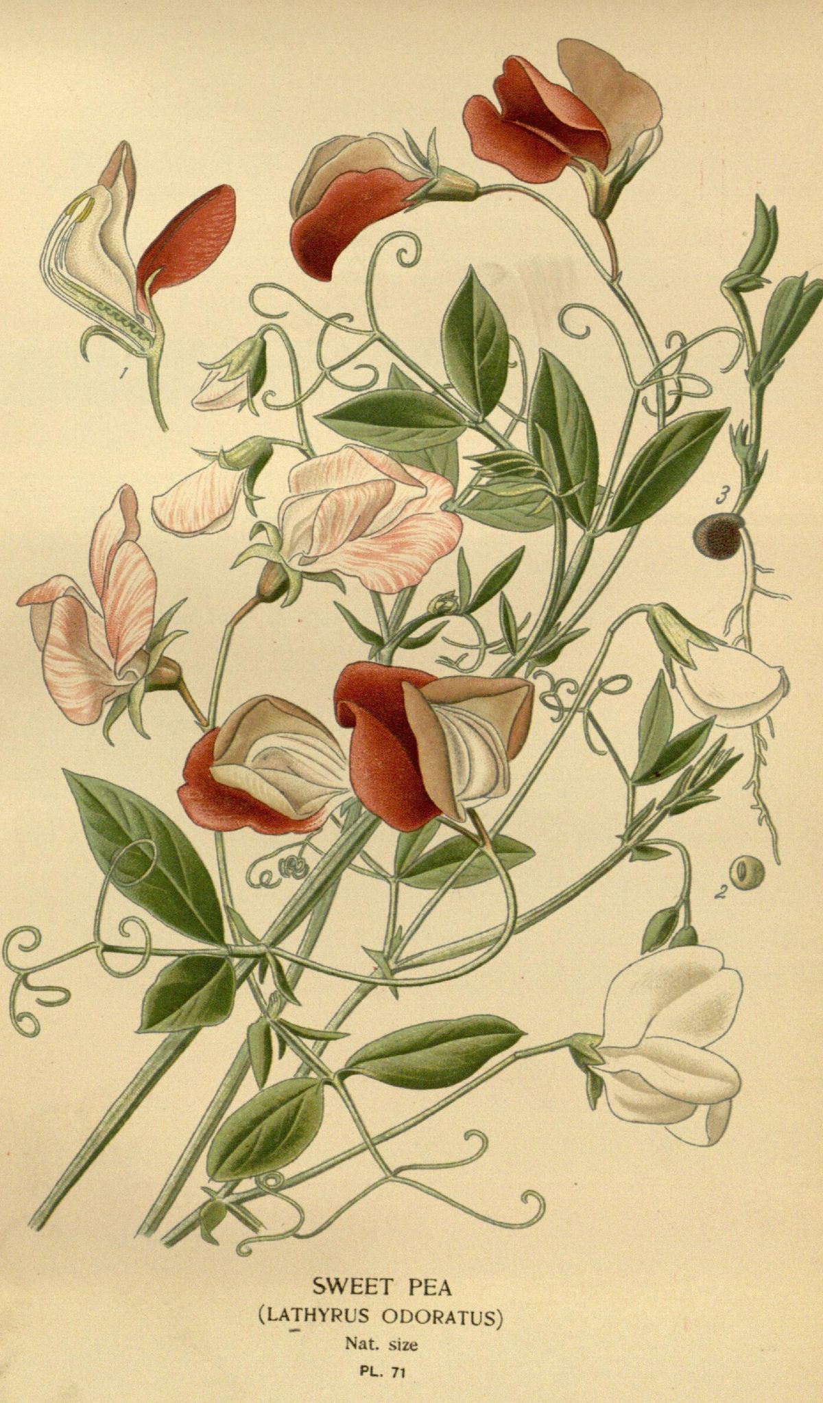 Lathyrus odoratus (Sweet pea), plate 71 from Favourite Flowers of Garden and Greenhouse, 1896