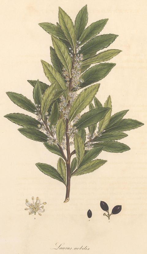 Laurus nobilis (Bay laurel), plate 365 from Flora Graeca, 1823
