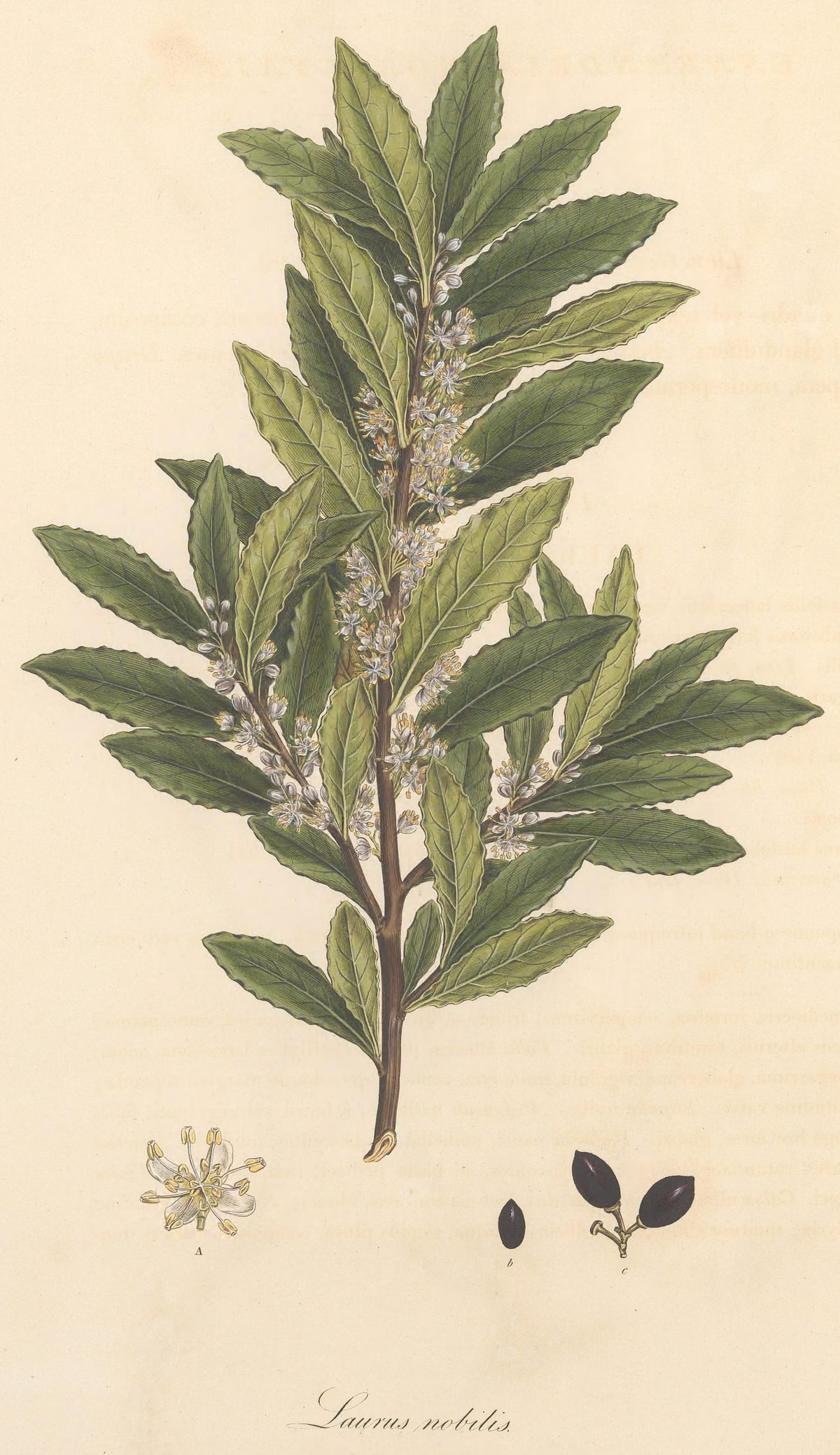 Laurus nobilis (Bay laurel), plate 365 from Flora Graeca, 1823