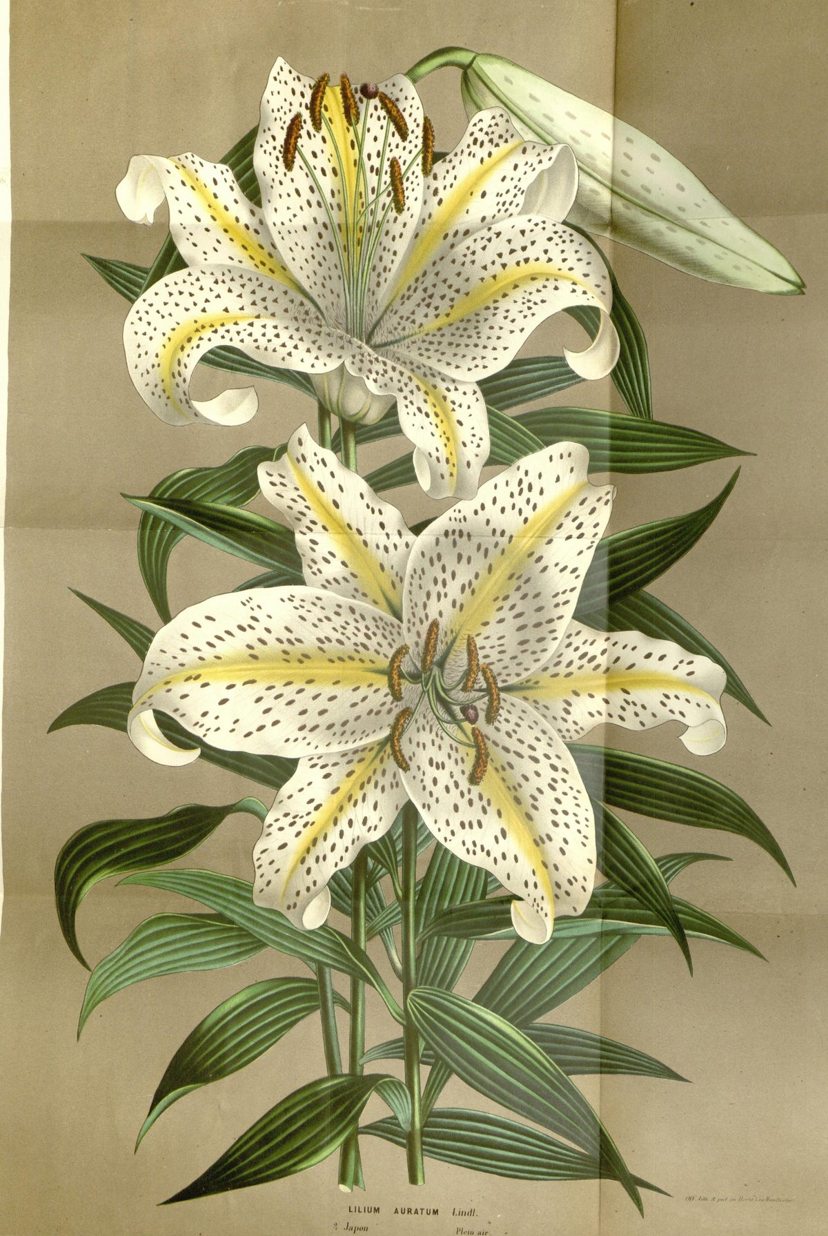 Lilium auratum (Golden-rayed lily of Japan), plate 1528–1531 from Flore des serres et des jardins de l'Europe, 1863