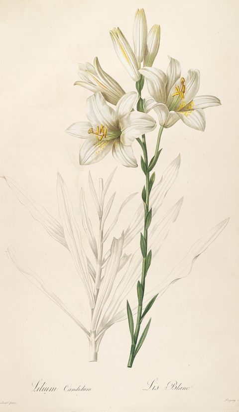 Lilium candidum (Madonna lily) from Les Liliacées, 1808