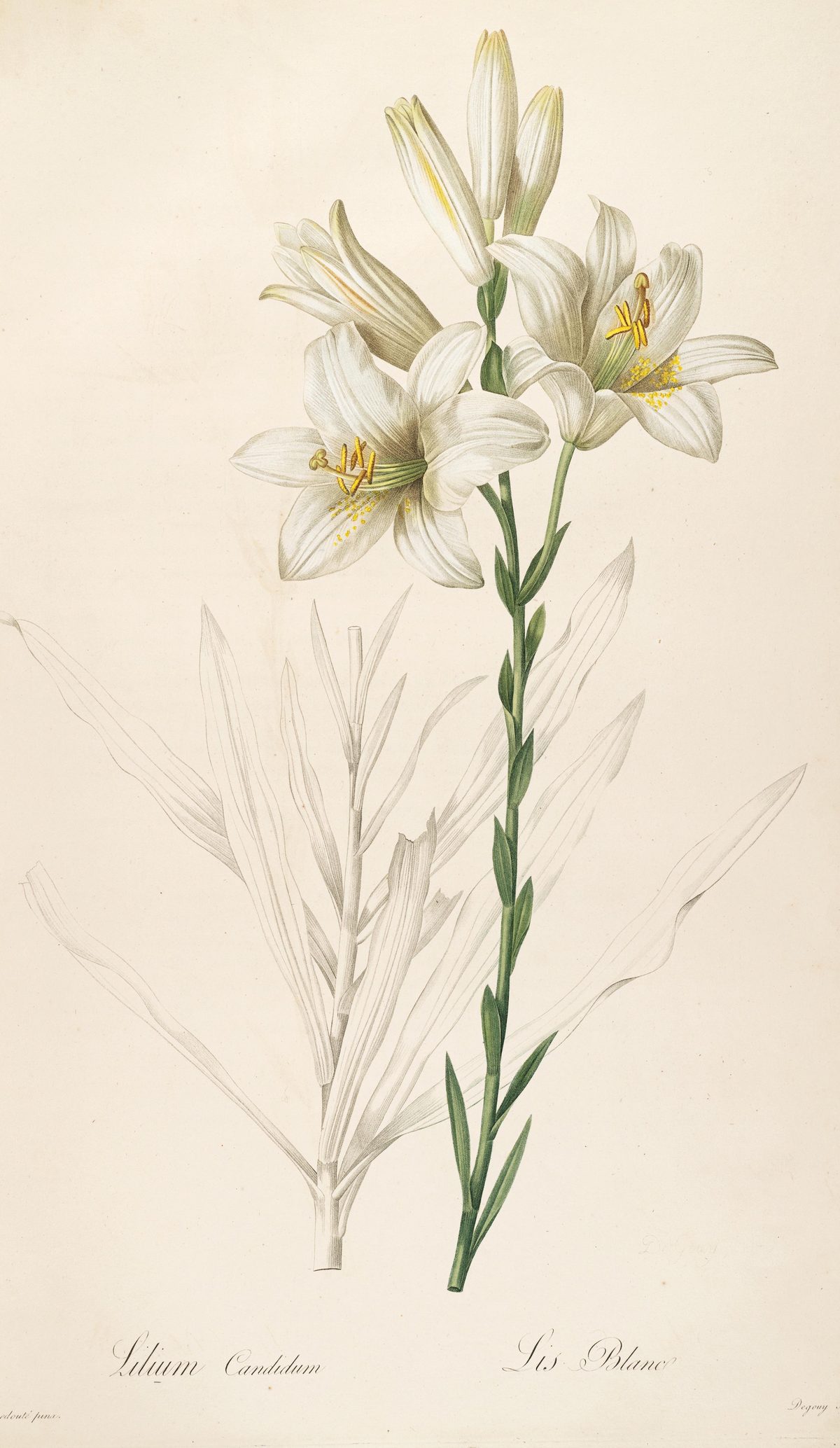 Lilium candidum (Madonna lily) from Les Liliacées, 1808