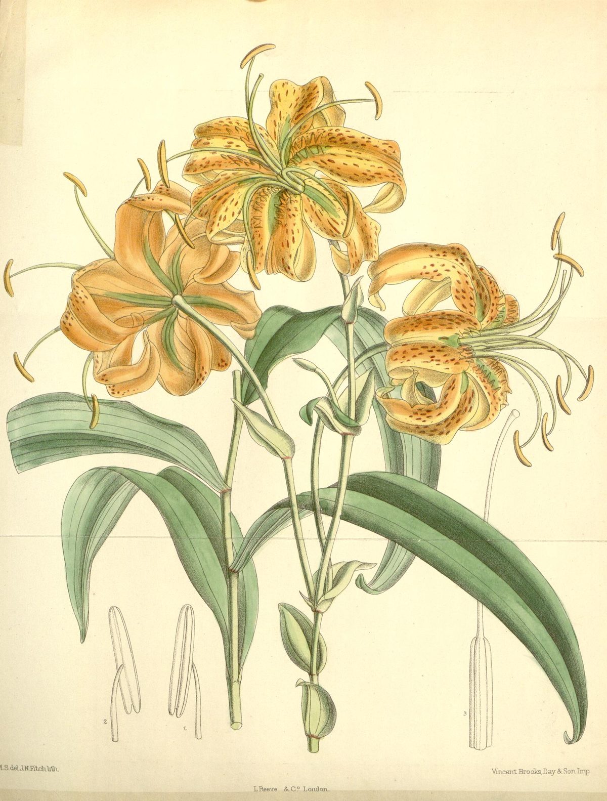 Lilium henryi (Henry's lily), plate 7177 from Curtis's Botanical Magazine, 1891