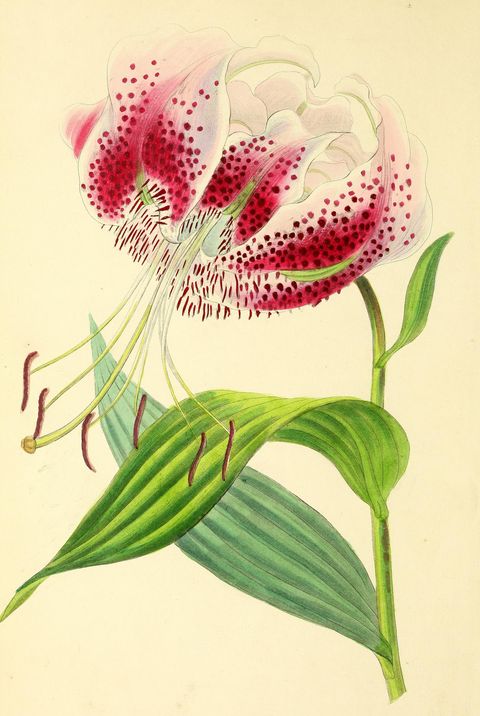 Lilium speciosum (Japanese showy lily) from Paxton's Magazine of Botany, 1838