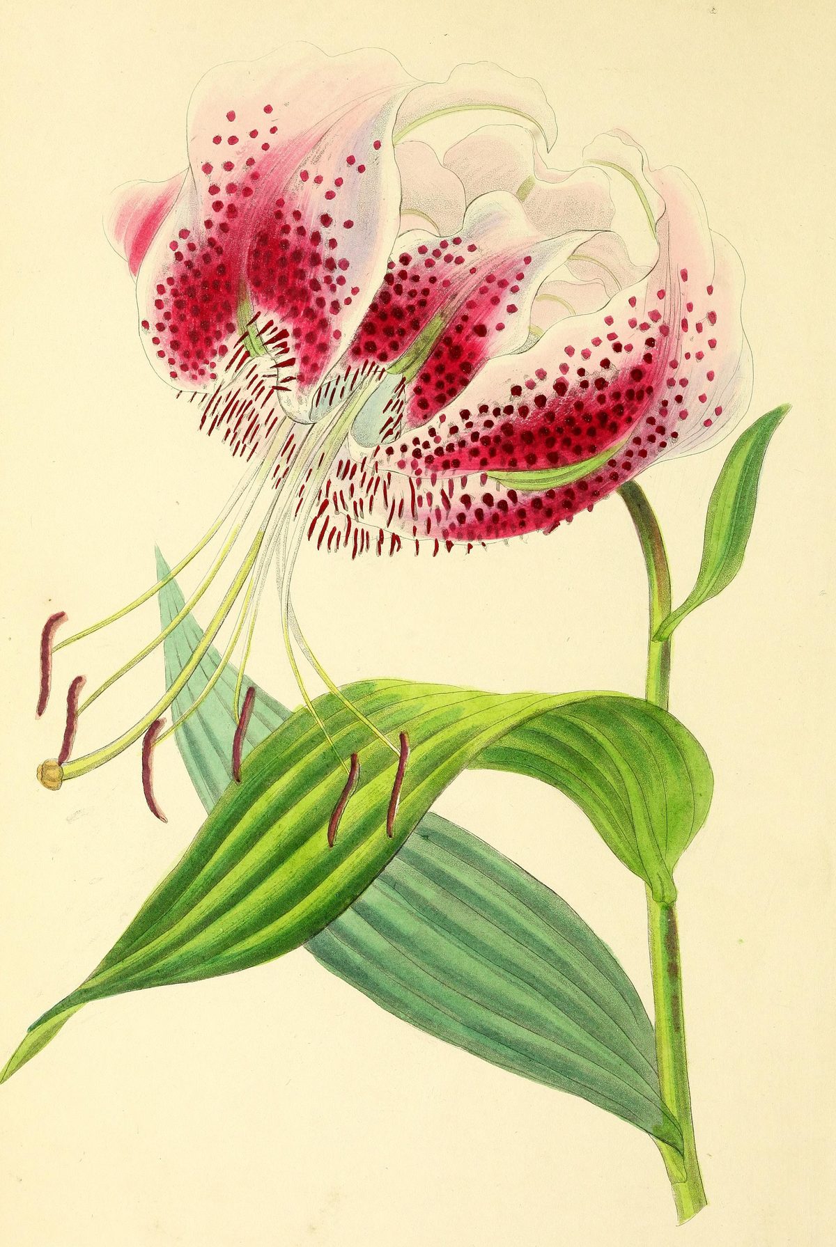 Lilium speciosum (Japanese showy lily) from Paxton's Magazine of Botany, 1838