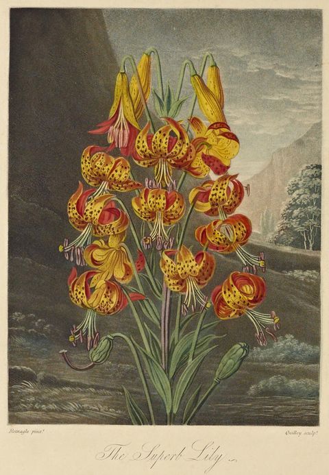Lilium superbum (Superb lily) from The Temple of Flora, 1799