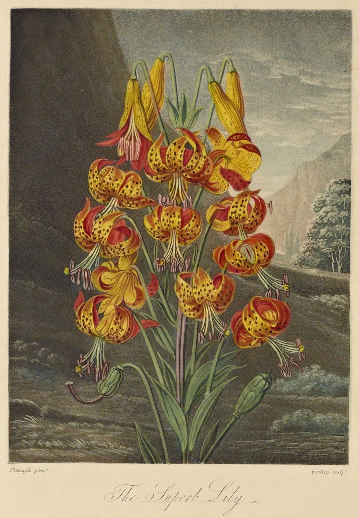 Lilium superbum (Superb lily) from The Temple of Flora, 1799
