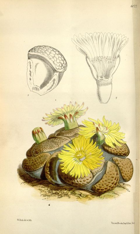 Lithops hookeri (Living stones), plate 6077 from Curtis's Botanical Magazine, 1874