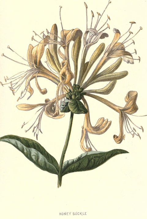 Lonicera periclymenum (Honeysuckle) from Familiar Wild Flowers, 1879