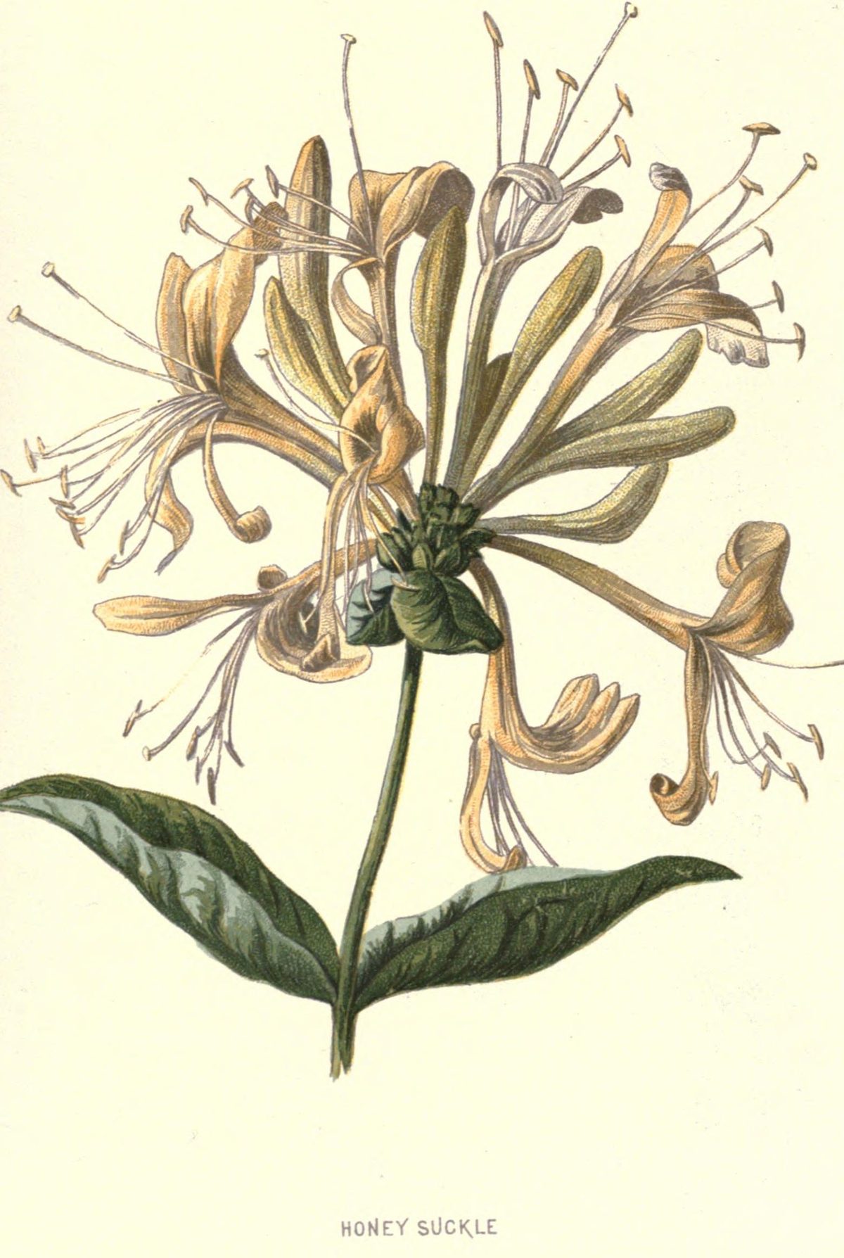 Lonicera periclymenum (Honeysuckle) from Familiar Wild Flowers, 1879
