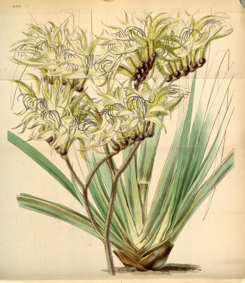 Macropidia fuliginosa (Black kangaroo paw), plate 4291 from Curtis's Botanical Magazine, 1847