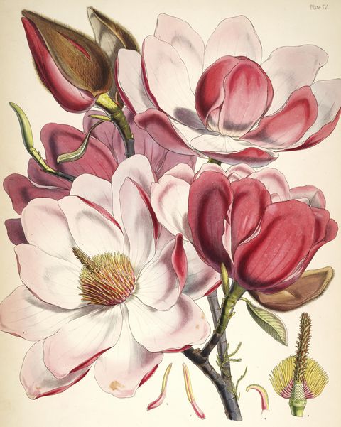Magnolia campbellii (Campbell's magnolia), plate IV from Illustrations of Himalayan Plants, 1855