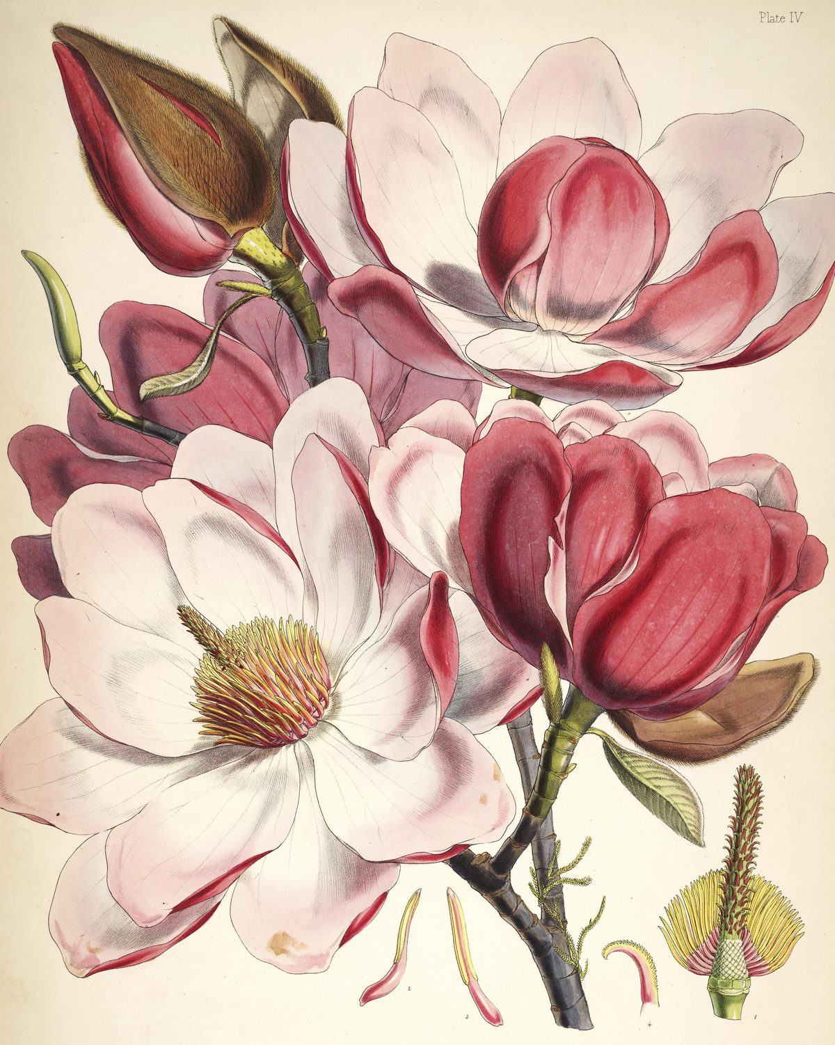Magnolia campbellii (Campbell's magnolia), plate IV from Illustrations of Himalayan Plants, 1855
