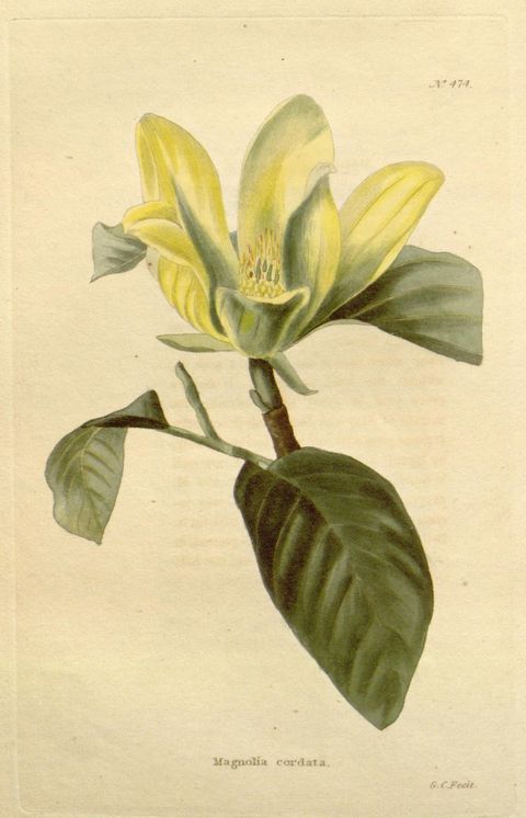 Magnolia acuminata var. subcordata (Yellow cucumber tree), plate 474 from The Botanical Cabinet, 1820