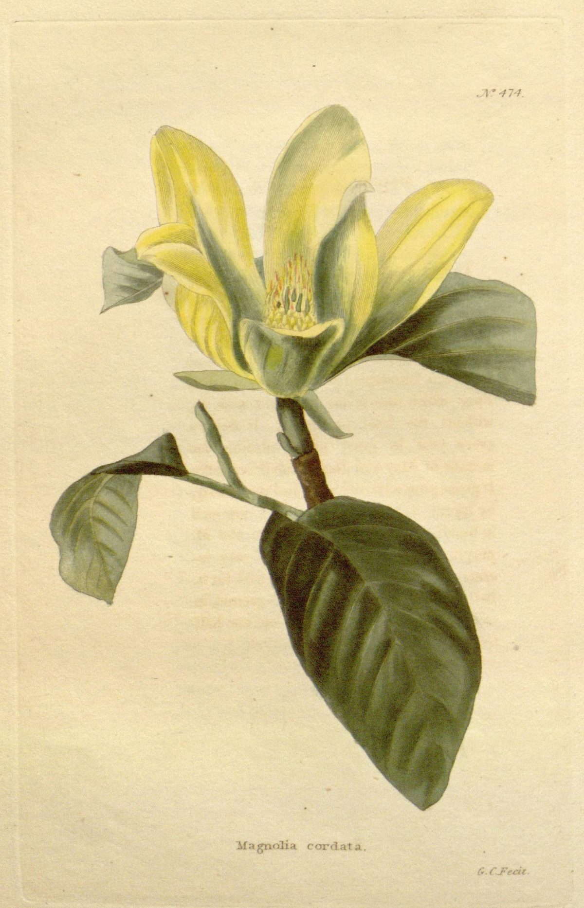 Magnolia acuminata var. subcordata (Yellow cucumber tree), plate 474 from The Botanical Cabinet, 1820