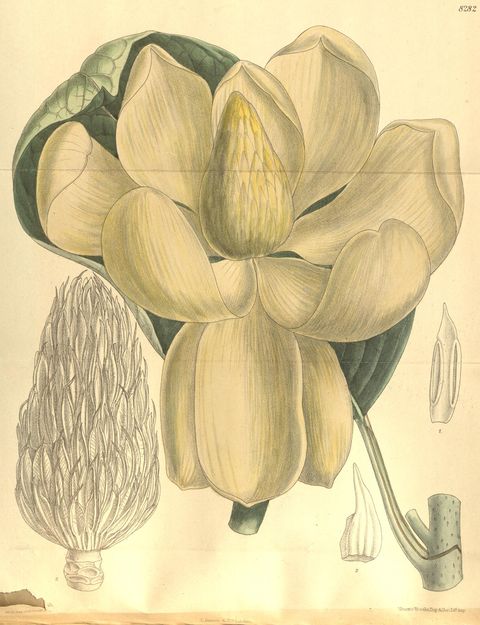 Magnolia delavayi (Delavay's magnolia), plate 8282 from Curtis's Botanical Magazine, 1909